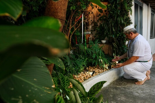 Fiocruz realiza segunda edição do encontro Saberes Tradicionais, Plantas Medicinais e Saúde